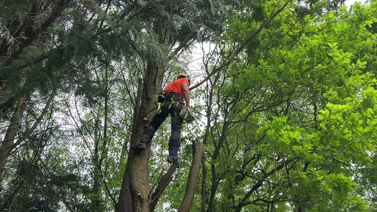 How Our Tree Care Process Works  in  Hertford, NC