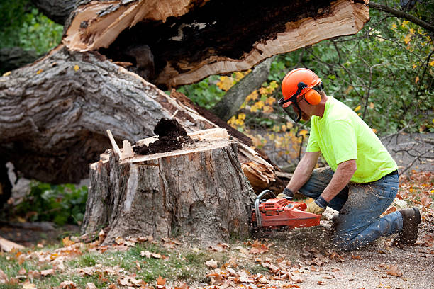 Best Tree Removal  in Hertford, NC